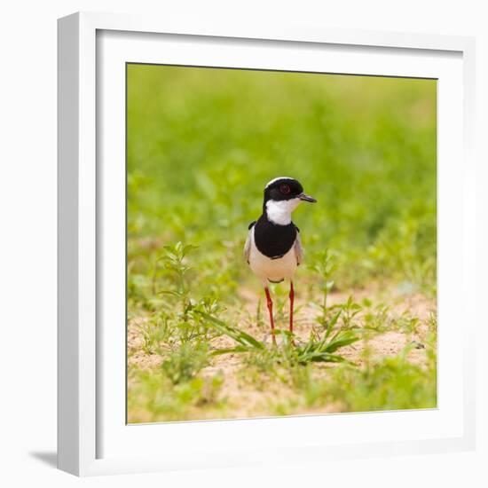 Brazil. A pied lapwing along the banks of a river in the Pantanal.-Ralph H. Bendjebar-Framed Photographic Print