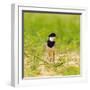 Brazil. A pied lapwing along the banks of a river in the Pantanal.-Ralph H. Bendjebar-Framed Photographic Print