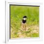 Brazil. A pied lapwing along the banks of a river in the Pantanal.-Ralph H. Bendjebar-Framed Photographic Print