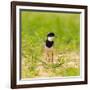 Brazil. A pied lapwing along the banks of a river in the Pantanal.-Ralph H. Bendjebar-Framed Photographic Print