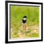 Brazil. A pied lapwing along the banks of a river in the Pantanal.-Ralph H. Bendjebar-Framed Photographic Print