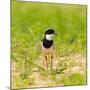 Brazil. A pied lapwing along the banks of a river in the Pantanal.-Ralph H. Bendjebar-Mounted Photographic Print