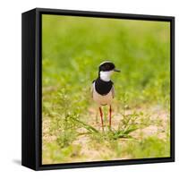 Brazil. A pied lapwing along the banks of a river in the Pantanal.-Ralph H. Bendjebar-Framed Stretched Canvas