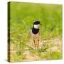 Brazil. A pied lapwing along the banks of a river in the Pantanal.-Ralph H. Bendjebar-Stretched Canvas