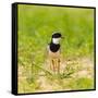 Brazil. A pied lapwing along the banks of a river in the Pantanal.-Ralph H. Bendjebar-Framed Stretched Canvas