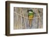 Brazil. A rufous-tailed jacamar found in the Pantanal.-Ralph H. Bendjebar-Framed Photographic Print