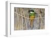 Brazil. A rufous-tailed jacamar found in the Pantanal.-Ralph H. Bendjebar-Framed Photographic Print