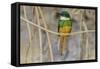 Brazil. A rufous-tailed jacamar found in the Pantanal.-Ralph H. Bendjebar-Framed Stretched Canvas