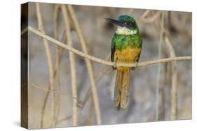 Brazil. A rufous-tailed jacamar found in the Pantanal.-Ralph H. Bendjebar-Stretched Canvas