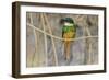 Brazil. A rufous-tailed jacamar found in the Pantanal.-Ralph H. Bendjebar-Framed Photographic Print