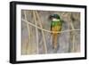 Brazil. A rufous-tailed jacamar found in the Pantanal.-Ralph H. Bendjebar-Framed Photographic Print