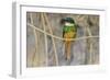 Brazil. A rufous-tailed jacamar found in the Pantanal.-Ralph H. Bendjebar-Framed Photographic Print