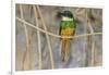 Brazil. A rufous-tailed jacamar found in the Pantanal.-Ralph H. Bendjebar-Framed Photographic Print