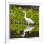 Brazil. A Snowy egret is in the Pantanal.-Ralph H. Bendjebar-Framed Photographic Print