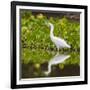 Brazil. A Snowy egret is in the Pantanal.-Ralph H. Bendjebar-Framed Photographic Print