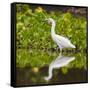 Brazil. A Snowy egret is in the Pantanal.-Ralph H. Bendjebar-Framed Stretched Canvas