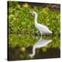 Brazil. A Snowy egret is in the Pantanal.-Ralph H. Bendjebar-Stretched Canvas