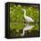 Brazil. A Snowy egret is in the Pantanal.-Ralph H. Bendjebar-Framed Stretched Canvas