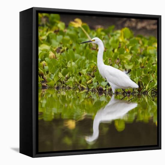 Brazil. A Snowy egret is in the Pantanal.-Ralph H. Bendjebar-Framed Stretched Canvas