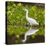 Brazil. A Snowy egret is in the Pantanal.-Ralph H. Bendjebar-Stretched Canvas