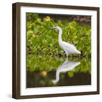 Brazil. A Snowy egret is in the Pantanal.-Ralph H. Bendjebar-Framed Photographic Print