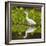 Brazil. A Snowy egret is in the Pantanal.-Ralph H. Bendjebar-Framed Photographic Print