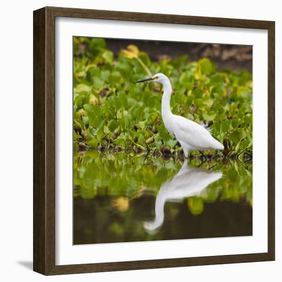 Brazil. A Snowy egret is in the Pantanal.-Ralph H. Bendjebar-Framed Photographic Print