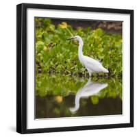 Brazil. A Snowy egret is in the Pantanal.-Ralph H. Bendjebar-Framed Photographic Print