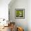 Brazil. A Snowy egret is in the Pantanal.-Ralph H. Bendjebar-Framed Photographic Print displayed on a wall