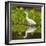Brazil. A Snowy egret is in the Pantanal.-Ralph H. Bendjebar-Framed Photographic Print