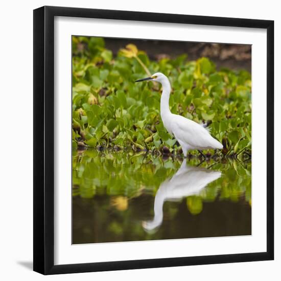 Brazil. A Snowy egret is in the Pantanal.-Ralph H. Bendjebar-Framed Photographic Print