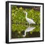 Brazil. A Snowy egret is in the Pantanal.-Ralph H. Bendjebar-Framed Photographic Print