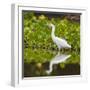 Brazil. A Snowy egret is in the Pantanal.-Ralph H. Bendjebar-Framed Photographic Print