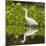 Brazil. A Snowy egret is in the Pantanal.-Ralph H. Bendjebar-Mounted Photographic Print