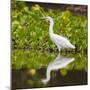 Brazil. A Snowy egret is in the Pantanal.-Ralph H. Bendjebar-Mounted Photographic Print