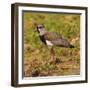 Brazil. A southern lapwing foraging along the banks of a river in the Pantanal-Ralph H. Bendjebar-Framed Photographic Print