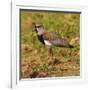 Brazil. A southern lapwing foraging along the banks of a river in the Pantanal-Ralph H. Bendjebar-Framed Photographic Print