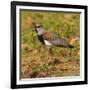 Brazil. A southern lapwing foraging along the banks of a river in the Pantanal-Ralph H. Bendjebar-Framed Photographic Print