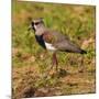 Brazil. A southern lapwing foraging along the banks of a river in the Pantanal-Ralph H. Bendjebar-Mounted Photographic Print