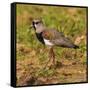 Brazil. A southern lapwing foraging along the banks of a river in the Pantanal-Ralph H. Bendjebar-Framed Stretched Canvas