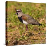 Brazil. A southern lapwing foraging along the banks of a river in the Pantanal-Ralph H. Bendjebar-Stretched Canvas