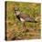 Brazil. A southern lapwing foraging along the banks of a river in the Pantanal-Ralph H. Bendjebar-Stretched Canvas