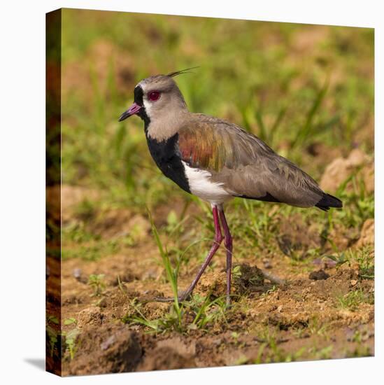 Brazil. A southern lapwing foraging along the banks of a river in the Pantanal-Ralph H. Bendjebar-Stretched Canvas