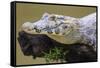 Brazil. A spectacled caiman in the Pantanal.-Ralph H. Bendjebar-Framed Stretched Canvas