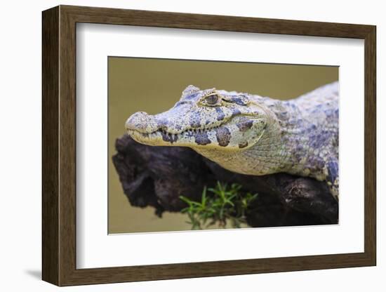 Brazil. A spectacled caiman in the Pantanal.-Ralph H. Bendjebar-Framed Photographic Print