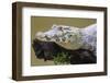 Brazil. A spectacled caiman in the Pantanal.-Ralph H. Bendjebar-Framed Photographic Print