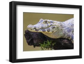 Brazil. A spectacled caiman in the Pantanal.-Ralph H. Bendjebar-Framed Photographic Print