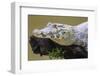 Brazil. A spectacled caiman in the Pantanal.-Ralph H. Bendjebar-Framed Photographic Print