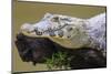 Brazil. A spectacled caiman in the Pantanal.-Ralph H. Bendjebar-Mounted Photographic Print