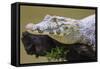 Brazil. A spectacled caiman in the Pantanal.-Ralph H. Bendjebar-Framed Stretched Canvas